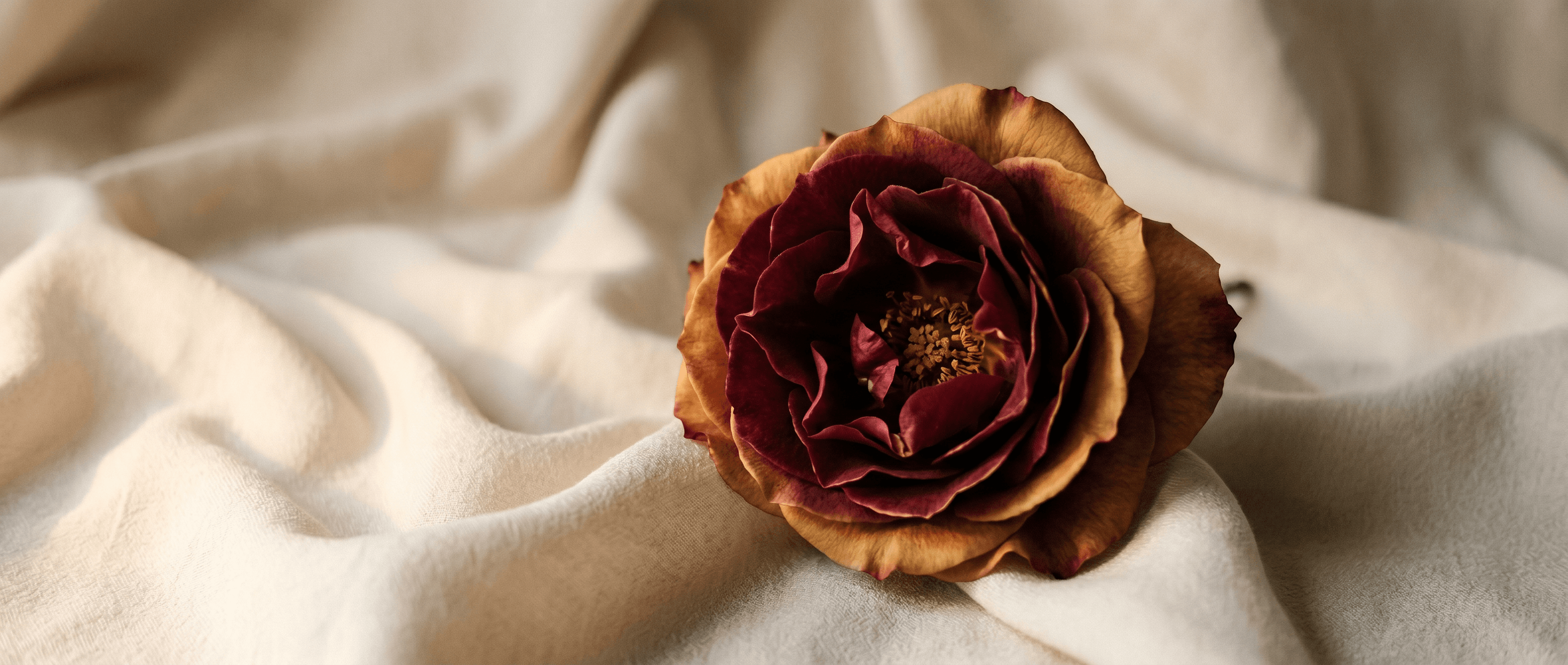 rose · soft natural light · single bloom